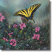 Original Painting, Swallowtail Butterfly and Pink Mountain Heather by Dimitri Danish