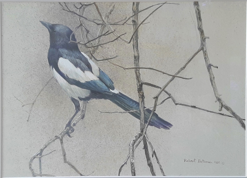 Original painting Magpie by Robert Bateman
