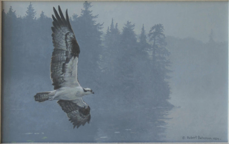 Original painting Misty Lake Osprey by Robert Bateman