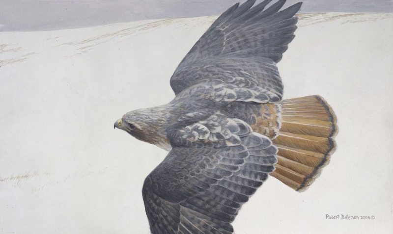 Original painting Red Tailed Hawk in Flight by Robert Bateman