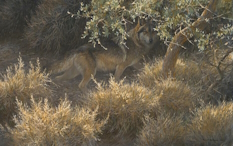Original Painting, Sierra Evening Wolf by Robert Bateman