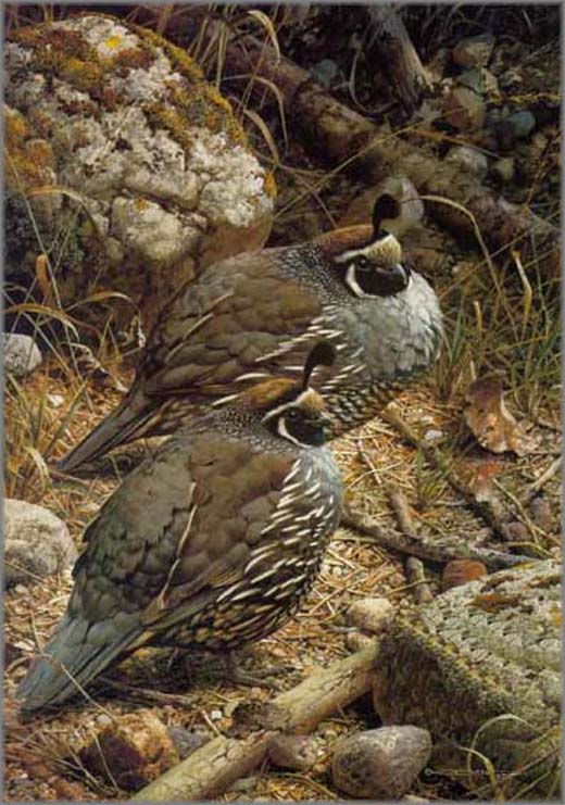 Original Painting, California Quails by Carl Brenders