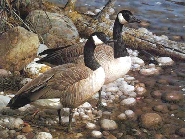Original Painting, The Survivors - Canada Geese by Carl Brenders