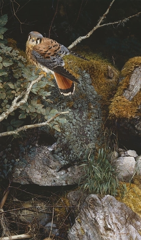 Original Painting, Riverbank Kestral by Carl Brenders