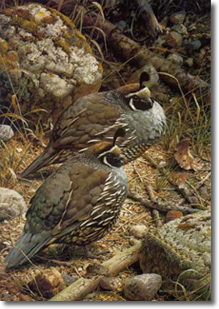 Original Painting, California Quails Brenders