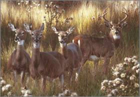 Original Painting, Power and Grace by Carl Brenders