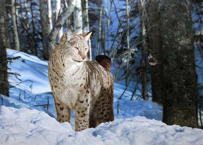Catch Me if you Can by John Bye painting of a lynx in the snow