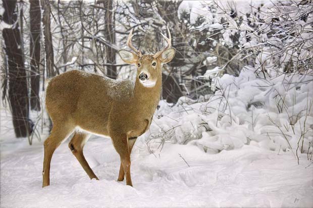 Winter's Beauty by John By painting of a deer in the snow