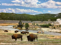 Original Painting, Yellowstone By John Bye
