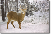 Elk by Michael Coleman