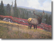 Elk by Michael Coleman