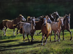 Original Painting, Stampede by Judee Dickinson