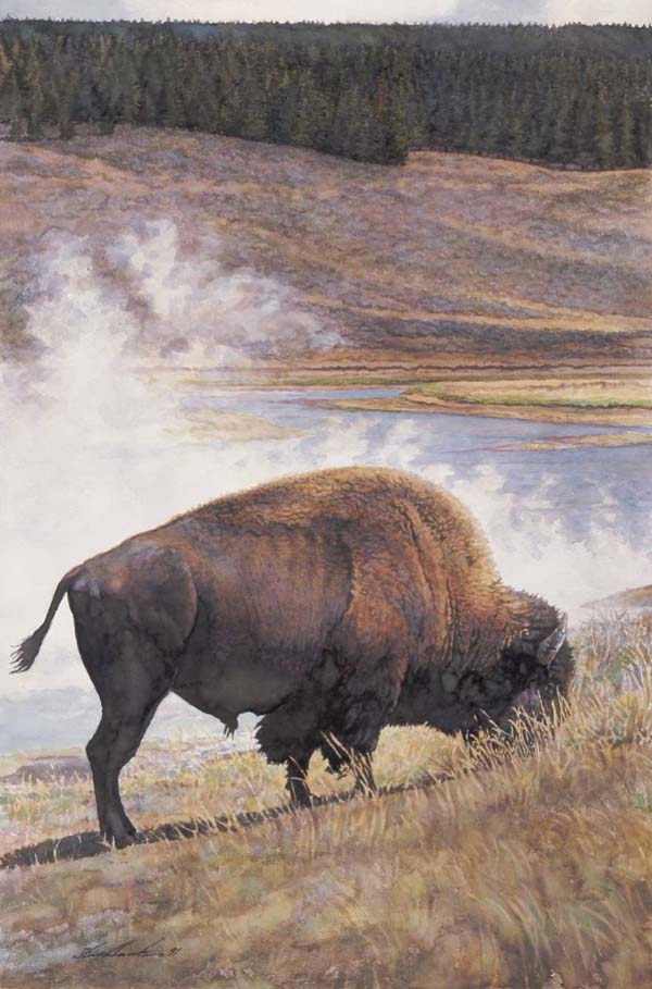 Original Painting, Lone Buffalo by Steve Hanks