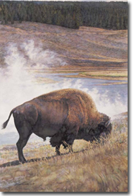 Original Painting,Lone Buffalo by Steve Hanks