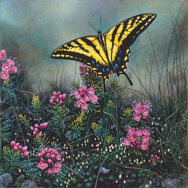 Original Painting, Swallowtail Butterfly and Pink Mountain Heather by Stephen Lyman